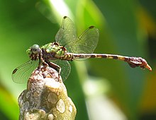 Paragomphus nyasicus 11971871.jpg