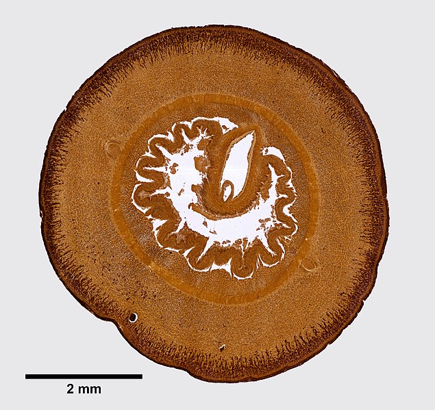 File:Parapolia aurantiaca (YPM IZ 096345) 010.jpeg