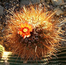 Parodia aureicentra -kuulakaktus.