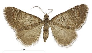 <i>Pasiphila furva</i> Species of moth