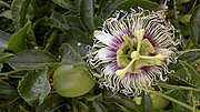 Миниатюра для Файл:Passiflora and flower.jpg