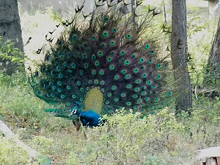 Indian Peacock - Arumuganeri
