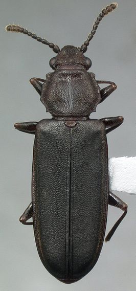 Pediacus major