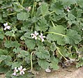 Pelargonium nanum