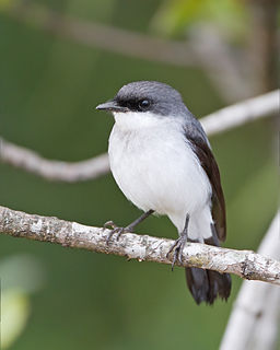<span class="mw-page-title-main">Mangrove robin</span> Species of songbird native to New Guinea and northern Australia