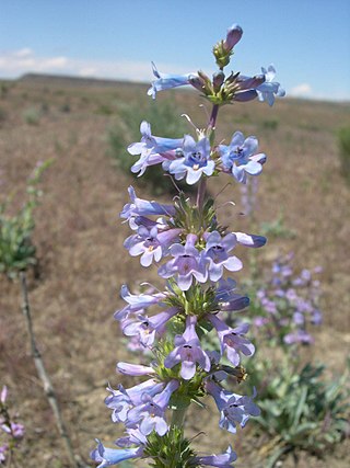 <i>Penstemon acuminatus</i> Species of flowering plant