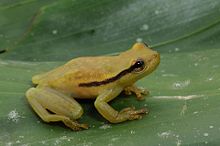 Perereca-de-bromélia - Phyllodytes maculosus.jpg