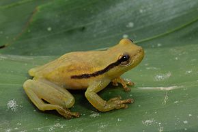 Bildebeskrivelse Perereca-de-bromélia - Phyllodytes maculosus.jpg.