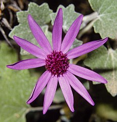 Pericallis 89F09.jpg