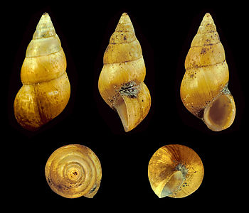 Peringia ulvae