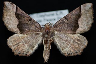 <i>Pero honestaria</i> Species of moth