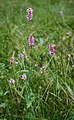 Schlangen-Knöterich (Persicaria bistorta)