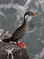 Phalacrocorax gaimardi 01.jpg