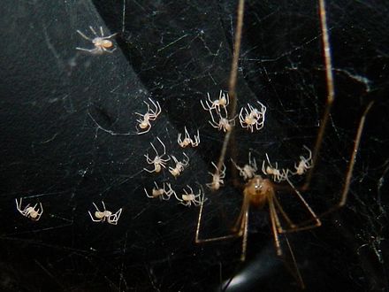 A cellar spider defending spiderlings.