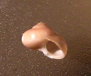 <i>Photinula</i> Genus of gastropods