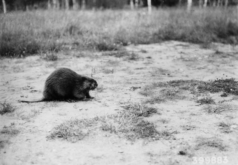 File:Photograph of Beaver - NARA - 2128712.jpg