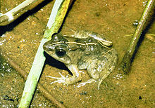 Phrynobatrachus acridoides07.jpg