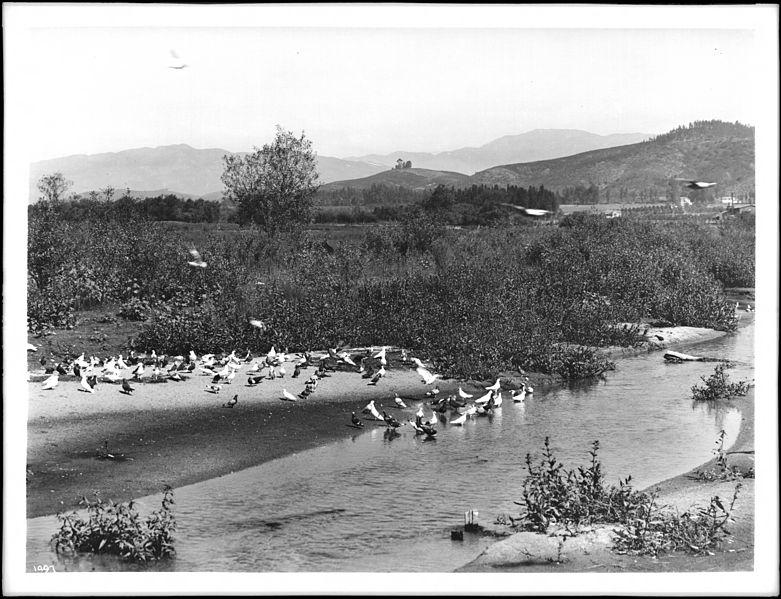 File:Pigeons in the Los Angeles River on a pigeon ranch, ca.1900 (CHS-1497).jpg
