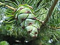 Young cone and foliage