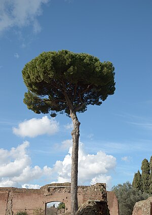 Pinus pinaster and ruins on Palatine Hill