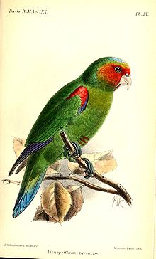 Red-faced parrot httpsuploadwikimediaorgwikipediacommonsthu