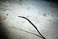 en:Pipefish - near Tioman Island, Malaysia Sept. 2010