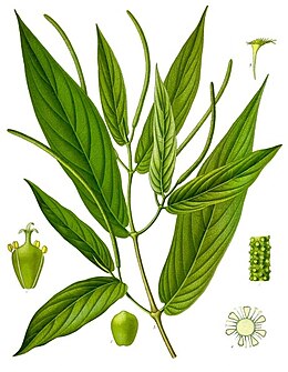 Piper angustifolium