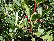 Fitxer:Pistacia_lentiscus_fruits.jpg