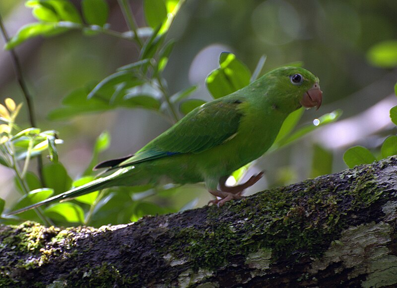 File:Plain Parakeet (Brotogeris tirica)-5.jpg