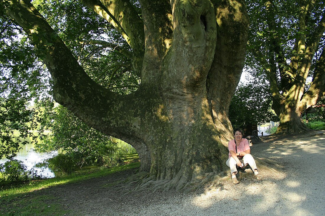 Platanus orientalis