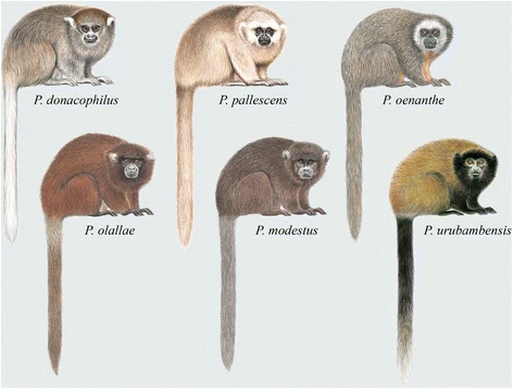 Ficheiro:Plecturocebus donacophilus group.webp