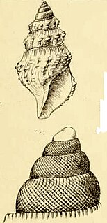 <i>Pleurotomella sandersoni</i> Species of gastropod