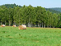 Čeština: Přírodní památka ev. č. 1604 Pod Ostrou horou jižně od vsi Záhoří v okrese Prachatice, Jihočeský kraj. English: Nature reserve Pod Ostrou horou south of the village of Záhoří, Prachatice District, South Bohemian Region, Czech Republic.