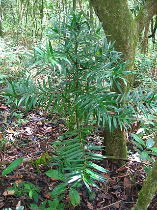 <i>Podocarpus sellowii</i> Species of conifer