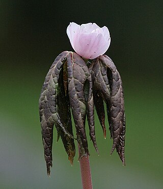 <i>Sinopodophyllum</i> Genus of flowering plants belonging to the barberry family