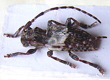 Pogonocherus hispidulus.jpg