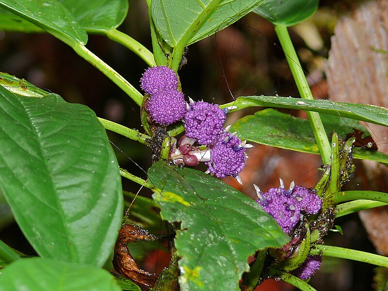 File:Poikilospermum sp. (Urticaceae) (8410307731).jpg