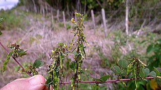 <i>Poiretia</i> Genus of legumes