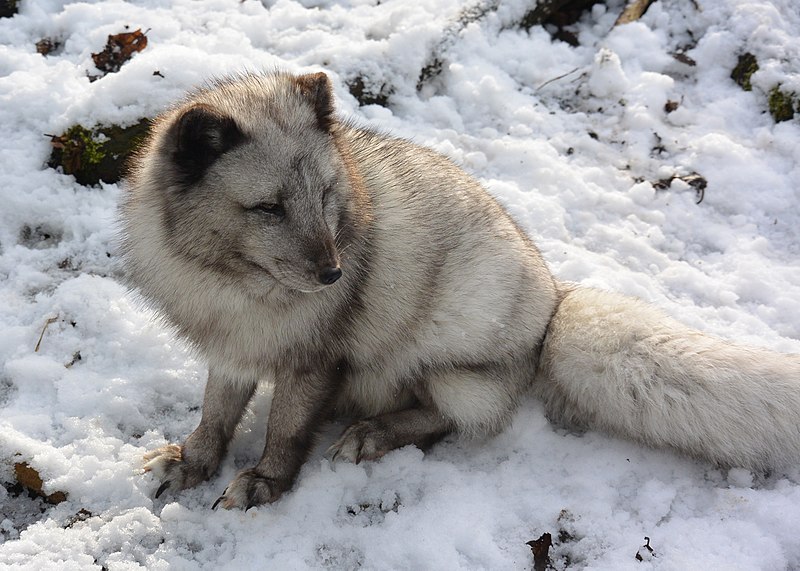 File:Polarfuchs im TierarkHellabrunn (12433793425).jpg