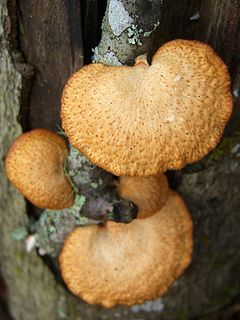 <i>Polyporus alveolaris</i> Species of fungus