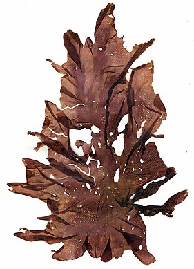 The seaweed Porphyra umbilicalis