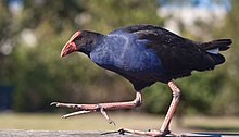 Small, dark bird with large feet