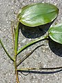 Stem with floating leaves