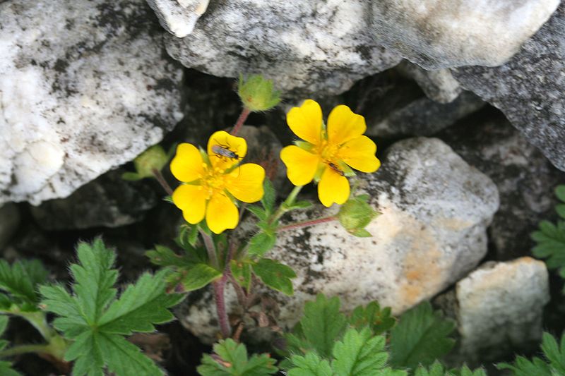 File:Potentilla crantzii ENBLA01.JPG