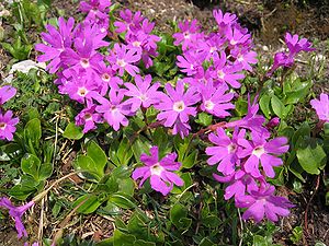 Clusius primrose (Primula clusiana)