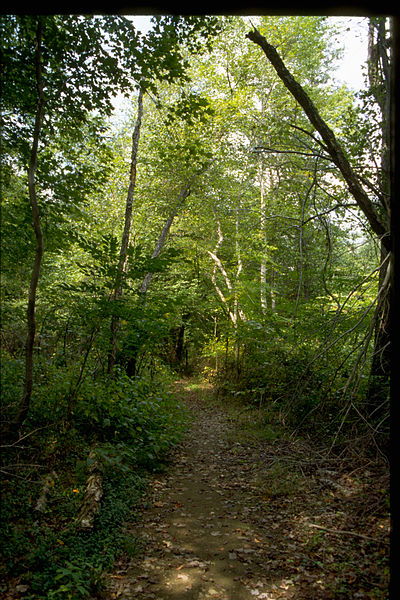 File:Prince William Forest Park PRWI9764.jpg