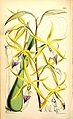 Prosthechea brassavolae or Panarica brassavolae (as Epidendrum brassavolae) - Curtis' 93 (Ser. 3 no. 23) pl. 5664 (1867).jpg