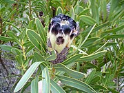 Protea lepidocarpodendron