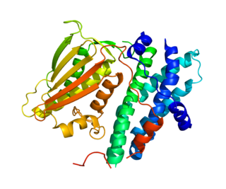 Pyruvate dehydrogenase lipoamide kinase isozyme 1