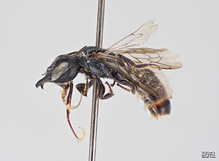 <i>Protosmia rubifloris</i> Species of bee